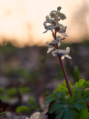 Hohle Lerchensporn, Corydalis cava, Hohlknolliger Lerchensporn