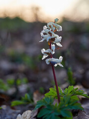 Hohle Lerchensporn, Corydalis cava, Hohlknolliger Lerchensporn