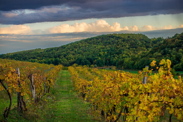 Naklejka premium Vines in a rows. Vineyard landscape with beautiful clouds and blue sky in the autumn. Pannonhalma Wine Region in Hungary