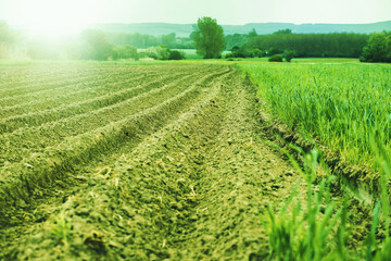 Plowed and green agricultural field.Spring season.