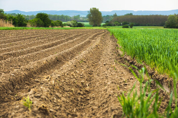 Plowed and green agricultural field.Spring season.