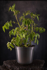 Pflanze im Topf im studio fotografiert