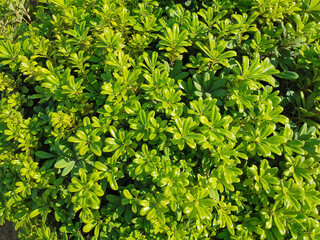 Floral background. Shrub with beautiful bright green small leaves. View from above.