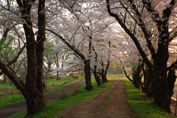 岩手県北上市　満開の北上展勝地の桜並木