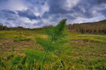 Common fennel leaves - Latin name - Foeniculum vulgare in madeira