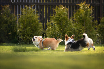 Naklejka na ściany i meble funny corgi dogs chasing each other and playing on grass