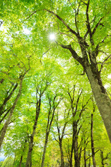 sun rays in the forest