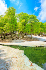  landscape with trees and water