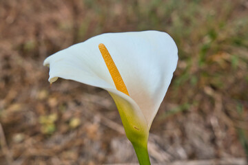 Close up view of Calla Lilies on madeira island in springtime