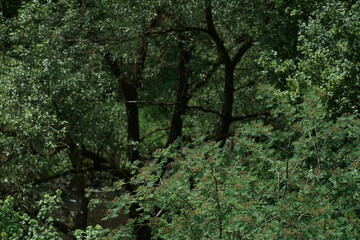 Urwald artige Strukturen mit grünem Laub und bei Sonnenschein, Baumwipfel