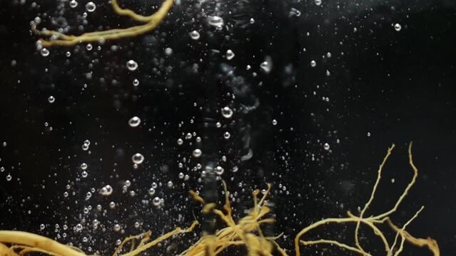 Ginseng root pouring into water slow motion