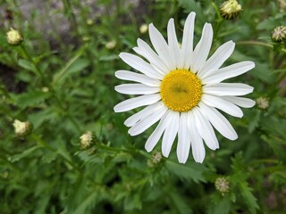 white daisy flower