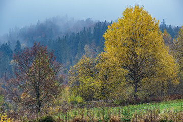 Fototapeta premium Cloudy and foggy morning autumn meadow scene. Peaceful picturesque traveling, seasonal, nature and countryside beauty concept scene. Carpathian Mountains, Ukraine.