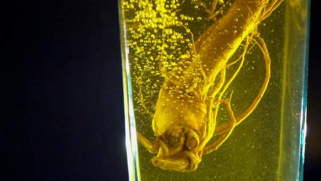 Ginseng root pouring into water slow motion