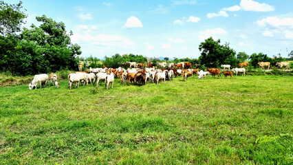 A herd of red and white cows is eating grass in the green fields. This type of cattle raising is commonly referred to as the field cow. This photo was taken in the late afternoon, Thailand.
