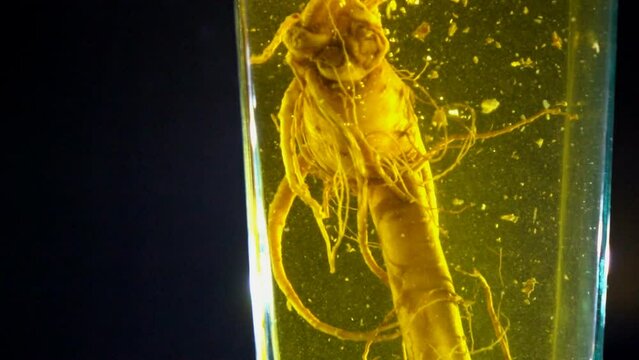 Ginseng root pouring into water slow motion