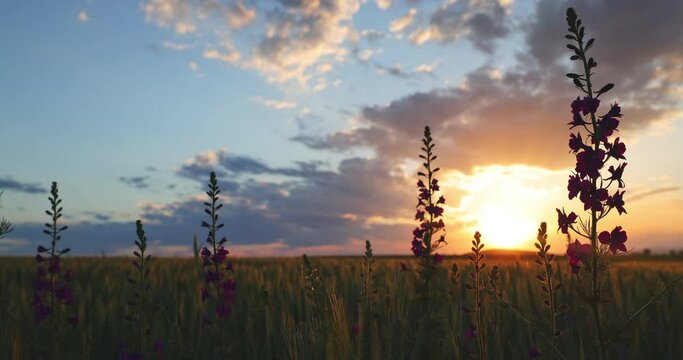 Blooming summer field full of fresh green wheat and colorful flowers 