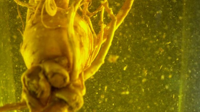 Ginseng root pouring into water slow motion