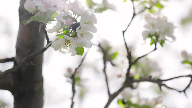White flower blossom of apple garden in spring mountain