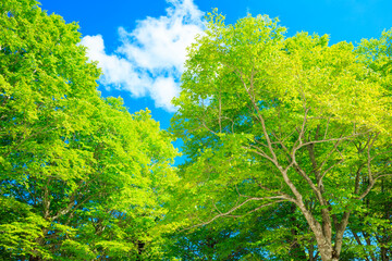 green forest and sky