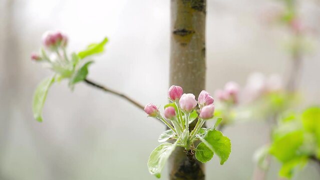Pink flower blossom of apple garden in spring mountain