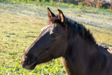 Obraz premium portrait red horse in winter