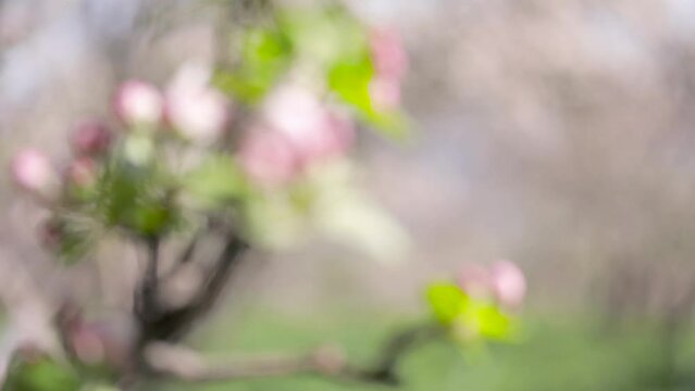 Pink flower blossom of apple garden in spring mountain