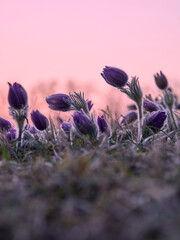 Küchenschelle, Kuhschelle, Pulsatilla vulgaris