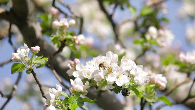 Bumblebee at white flower blossom of apple garden in spring mountain