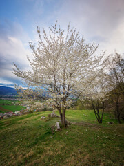 Cherry tree in the morning in Slovenian landscape
