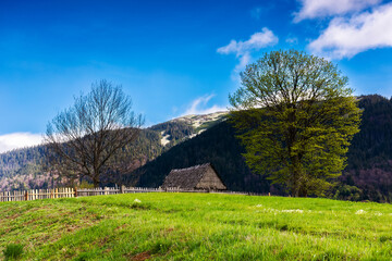 rural landscape in mountains. tree and wooden barn on the hill. nature scenery in dappled light