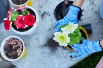 Obraz na płótnie Canvas Woman planting petunia surfinia flowers pot, gardening concept at home