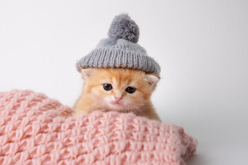 cute, funny little kitten in a knitted hat in a knitted plaid on a white background - obrazy, fototapety, plakaty
