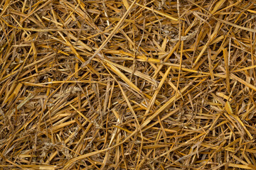 Dried straw close up full frame as background