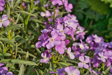 A Matthiola maderensis Lowe on the peninsula of sao lourenco in madeira. Matthiola maderensis is a flowering plant species of the family Brassicaceae.