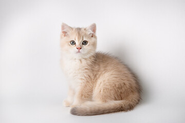 Fototapeta na wymiar Small cute kitten Golden chinchilla British isolated on white background