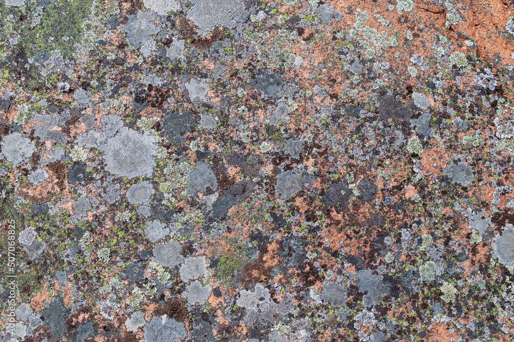 Poster close-up of different lichens on a red granite rock. abstract high resolution full frame textured na