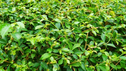 Green leaf nature concept tropical background pattern texture in high resolution