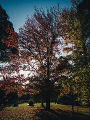 autumn in the park