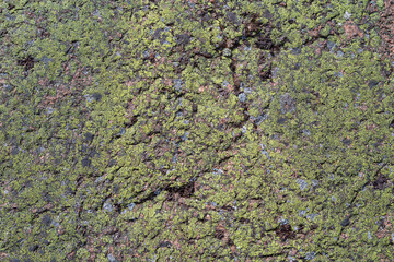 Close-up of green Map lichen (Rhizocarpon geographicum) on a red granite rock. Abstract high resolution full frame textured natural background.