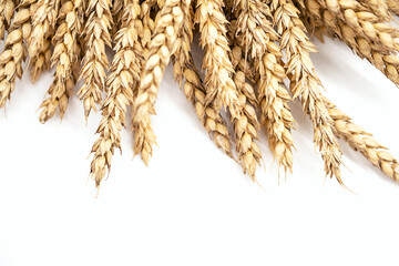 Ears of wheat on white, selective focus. Minimal style food background, place for text.