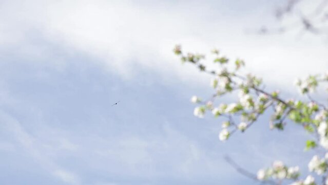 Eagle fly near flower blossom apple garden