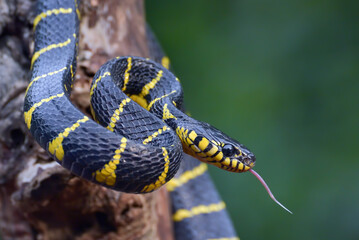 Gold ringed cat snake on the tree branch, ready to attack