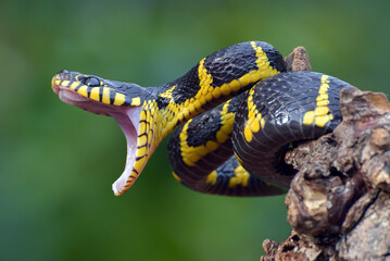 Gold ringed cat snake on the tree branch, ready to attack