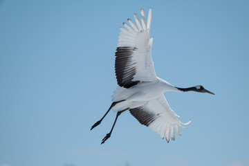 タンチョウの飛翔