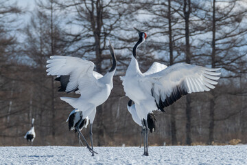 タンチョウの求愛