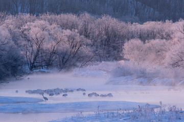 北海道鶴居村雪裡川のタンチョウ © Digi-lab