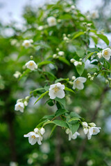 close up of jasmine flowers in a garden