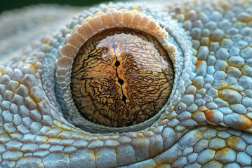 The eyes of a tokay gecko - obrazy, fototapety, plakaty