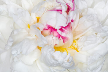 white peony blossoming with purple edging